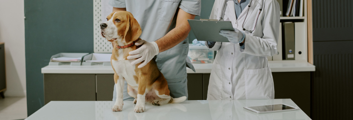 Veterinary Waste Disposal